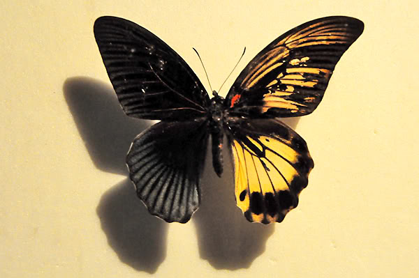 Papilio memnon (gynandromorph, DSC_0305) (Internet Image property of respective owner, non-commercial use only)